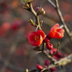 Dulovec japonský (Chaenomeles superba) ´FIRE DANCE´ - výška 60-80 cm, kont. C3L
